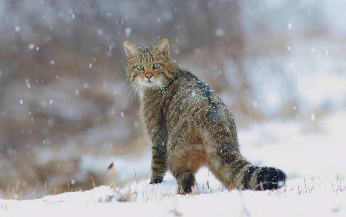 Кавказская Лесная кошка Felis Silvestris Caucasica
