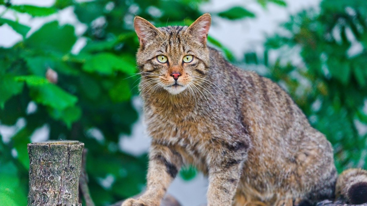 Европейская Дикая Лесная кошка короткошёрстная