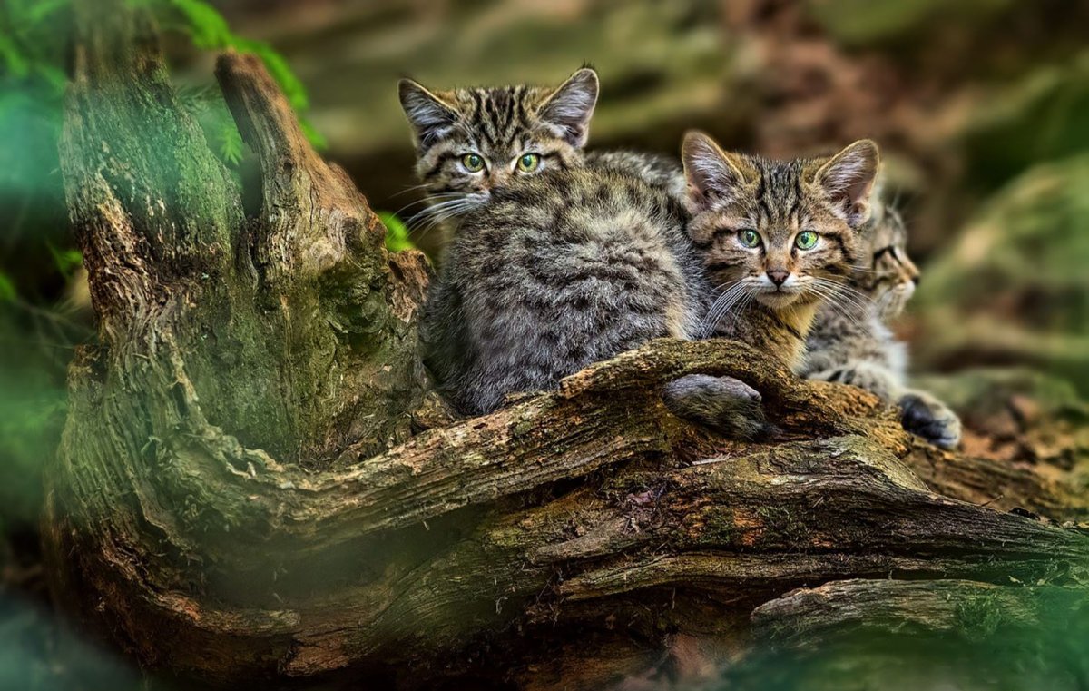 Европейский дикий Лесной кот