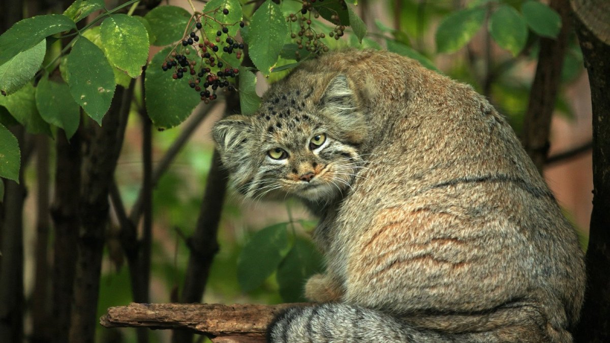Сибирский Таежный кот