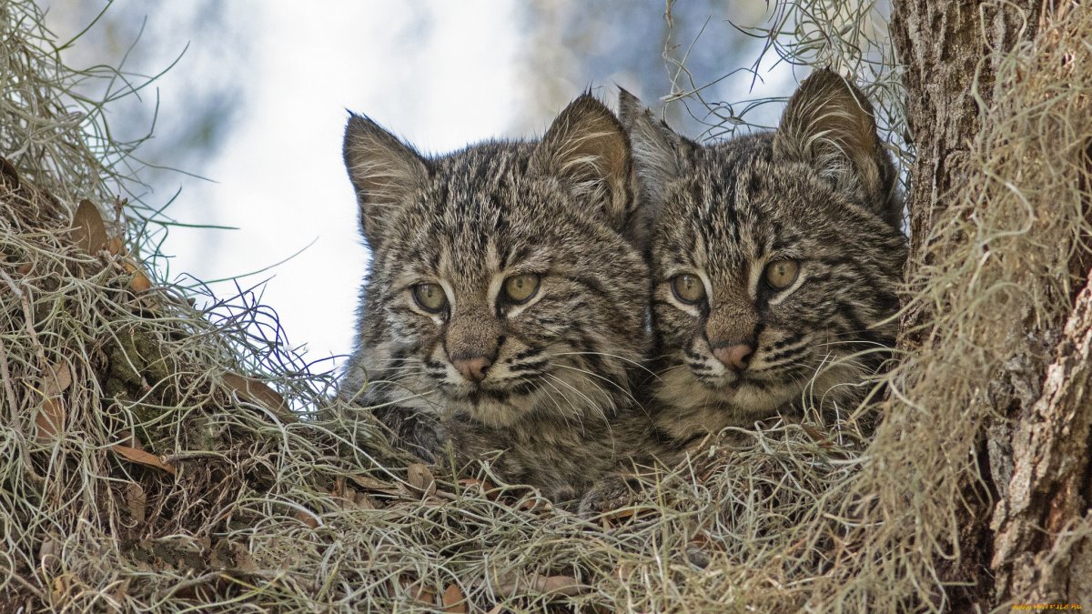 Норвежский Лесной кот