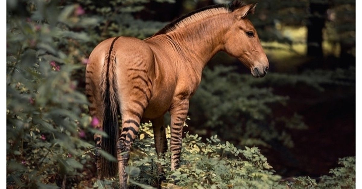 Зеброид гибрид