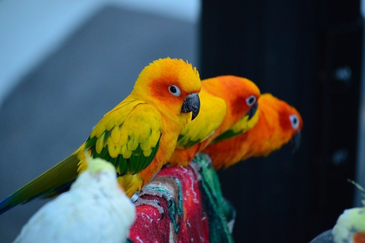 Попугай манго порода