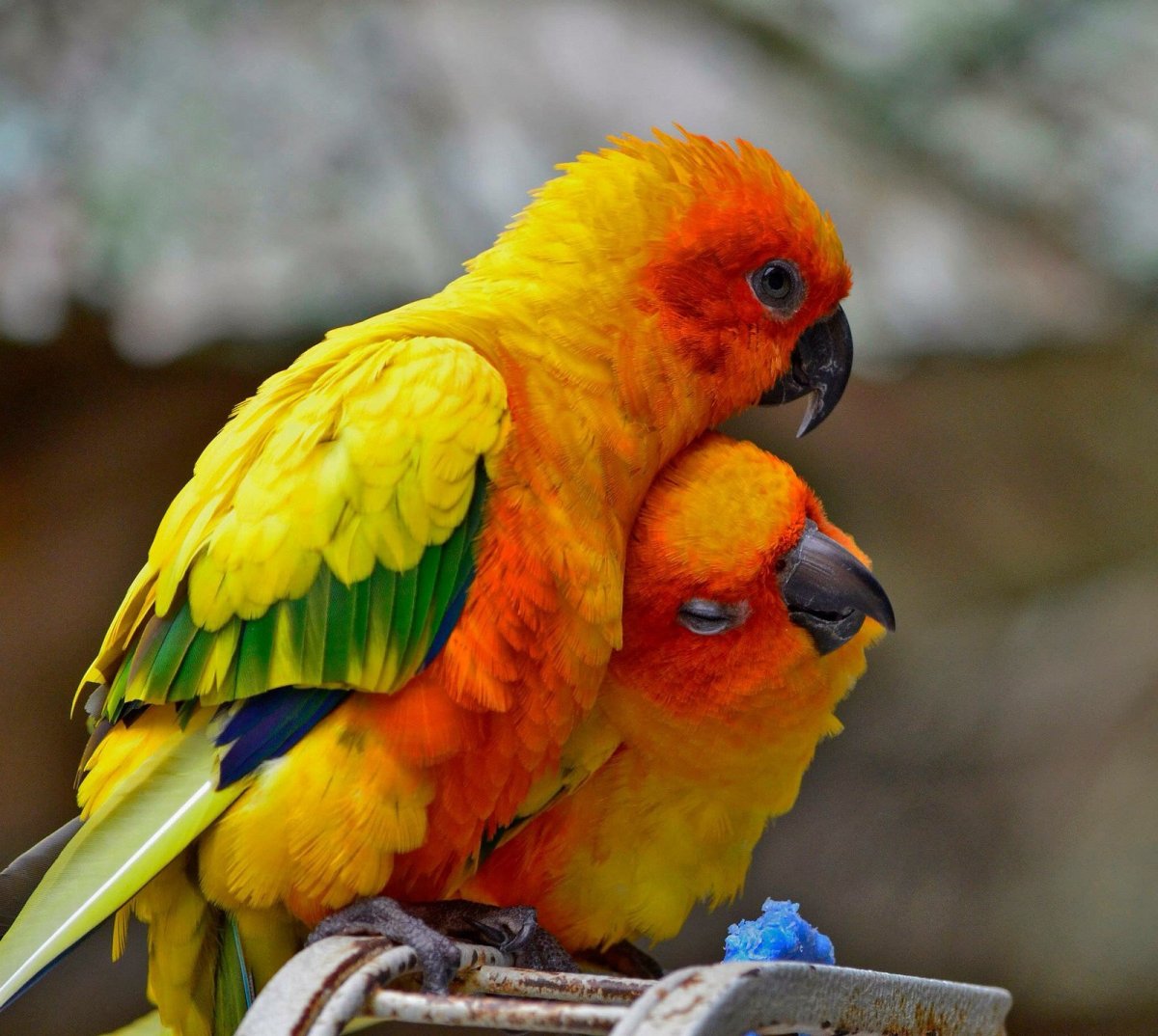 Попугаи неразлучники Какаду