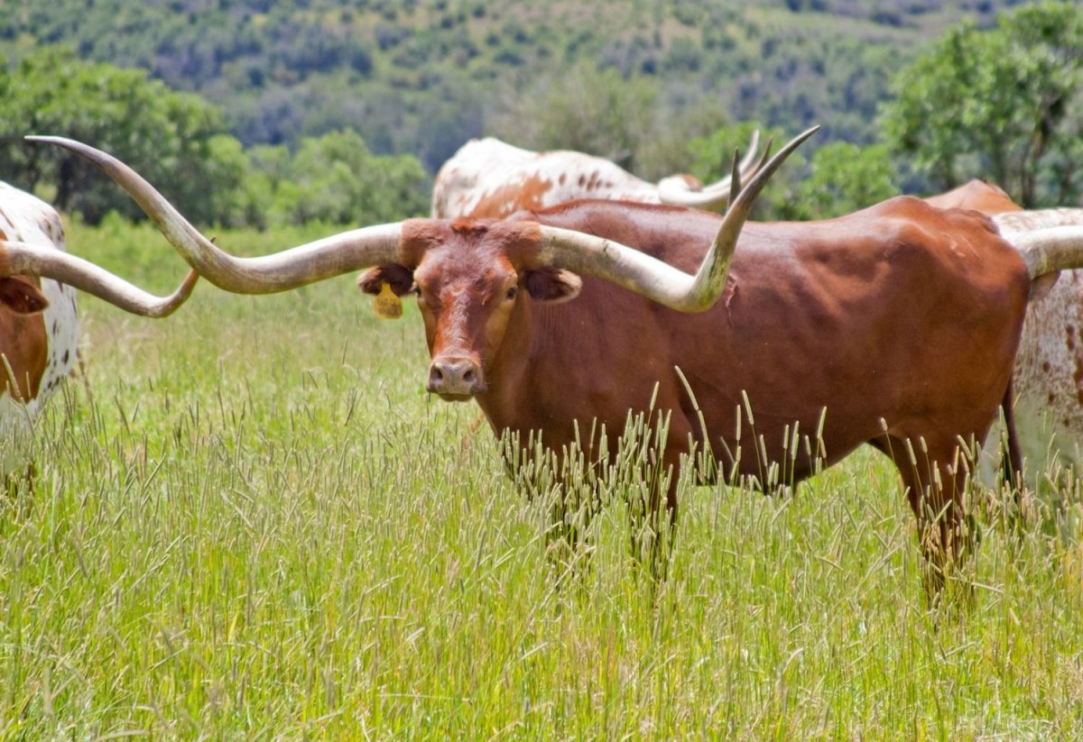 Техасский лонгхорн порода коров