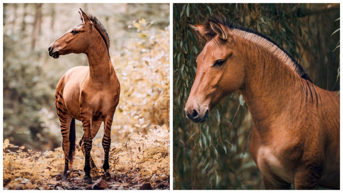 Лошадь удивительное животное