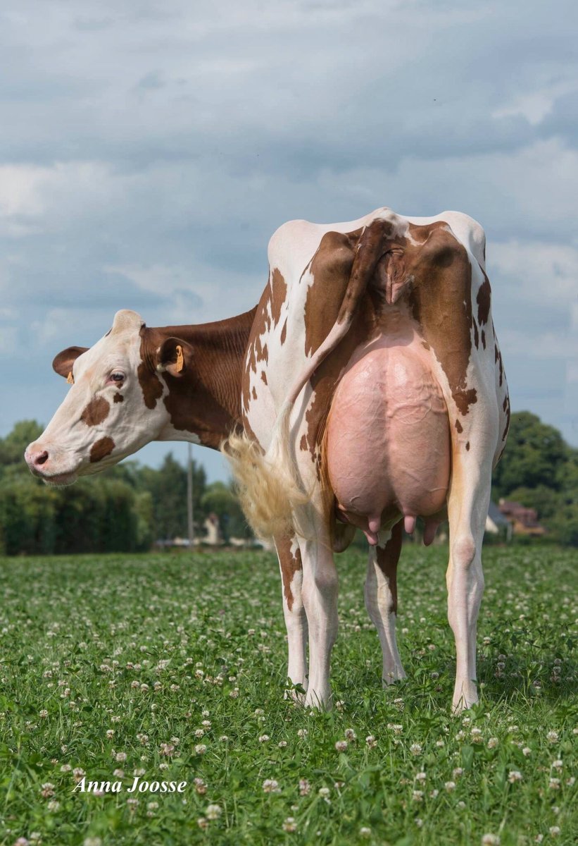 Выглядит корова