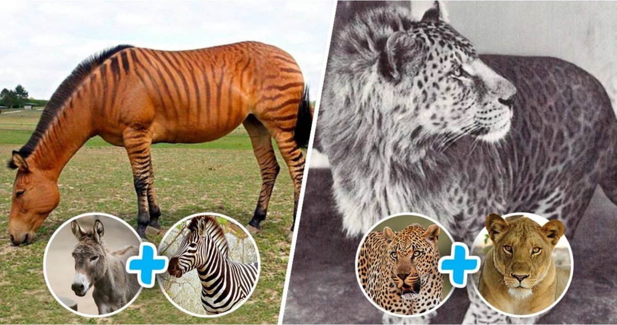 Химеры биология