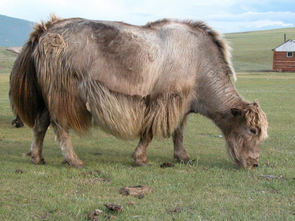 Гибрид лошади и коровы