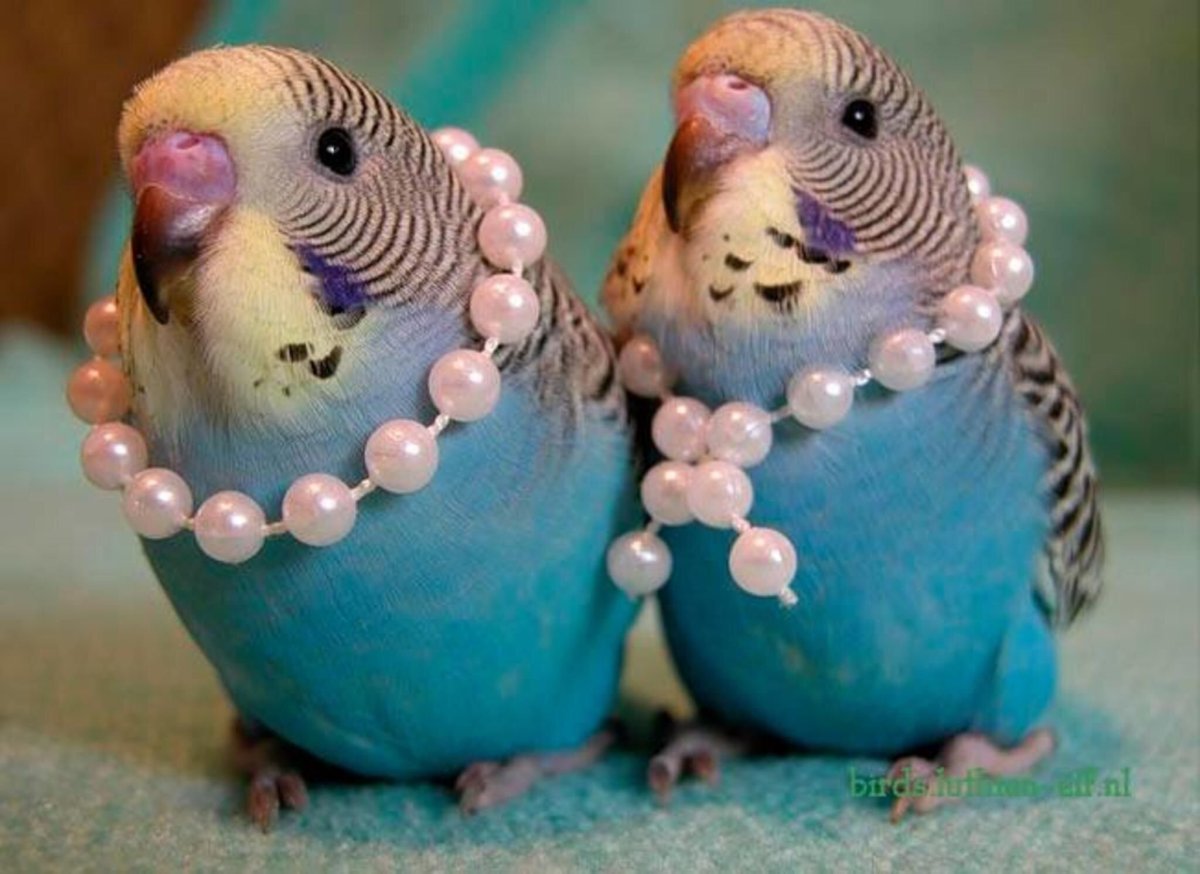 Попугаи неразлучники стая