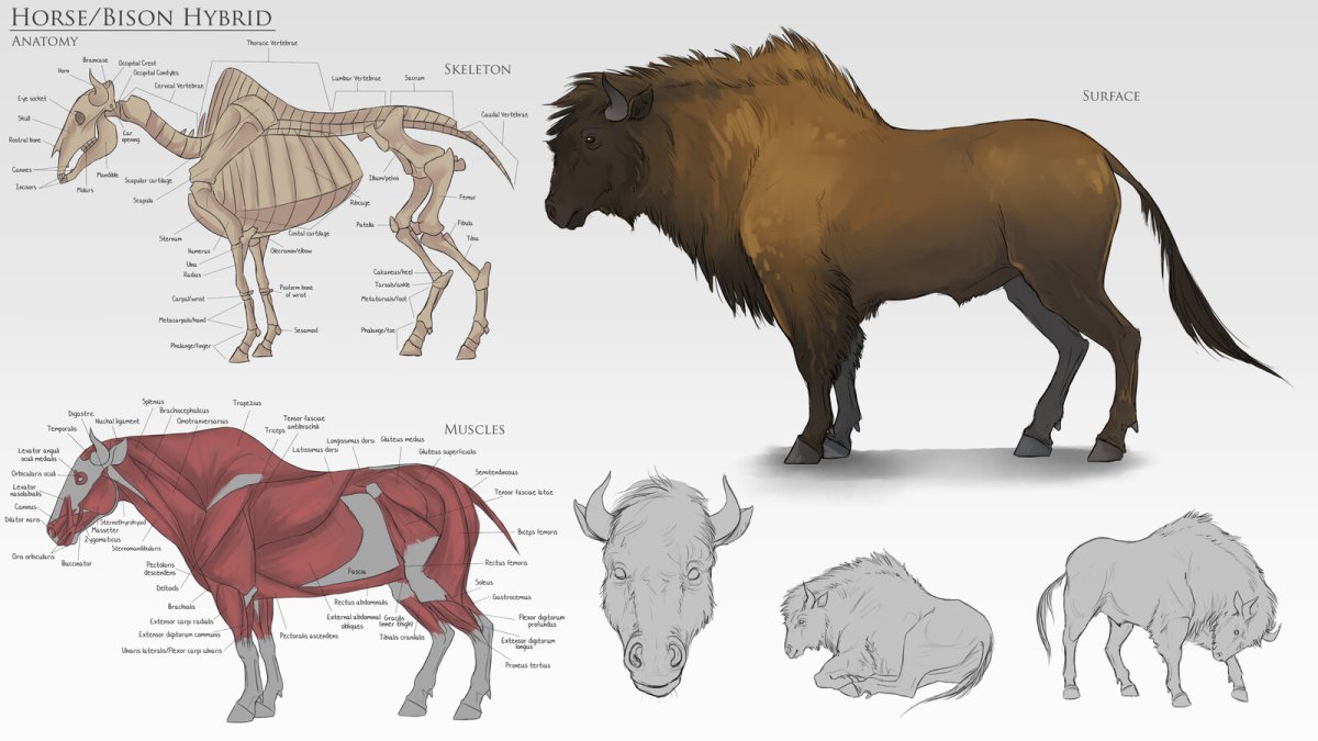 Бизон анатомия