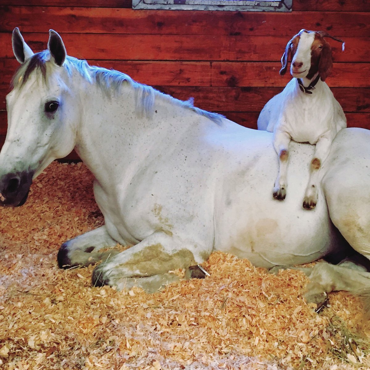 Лошадь козлит