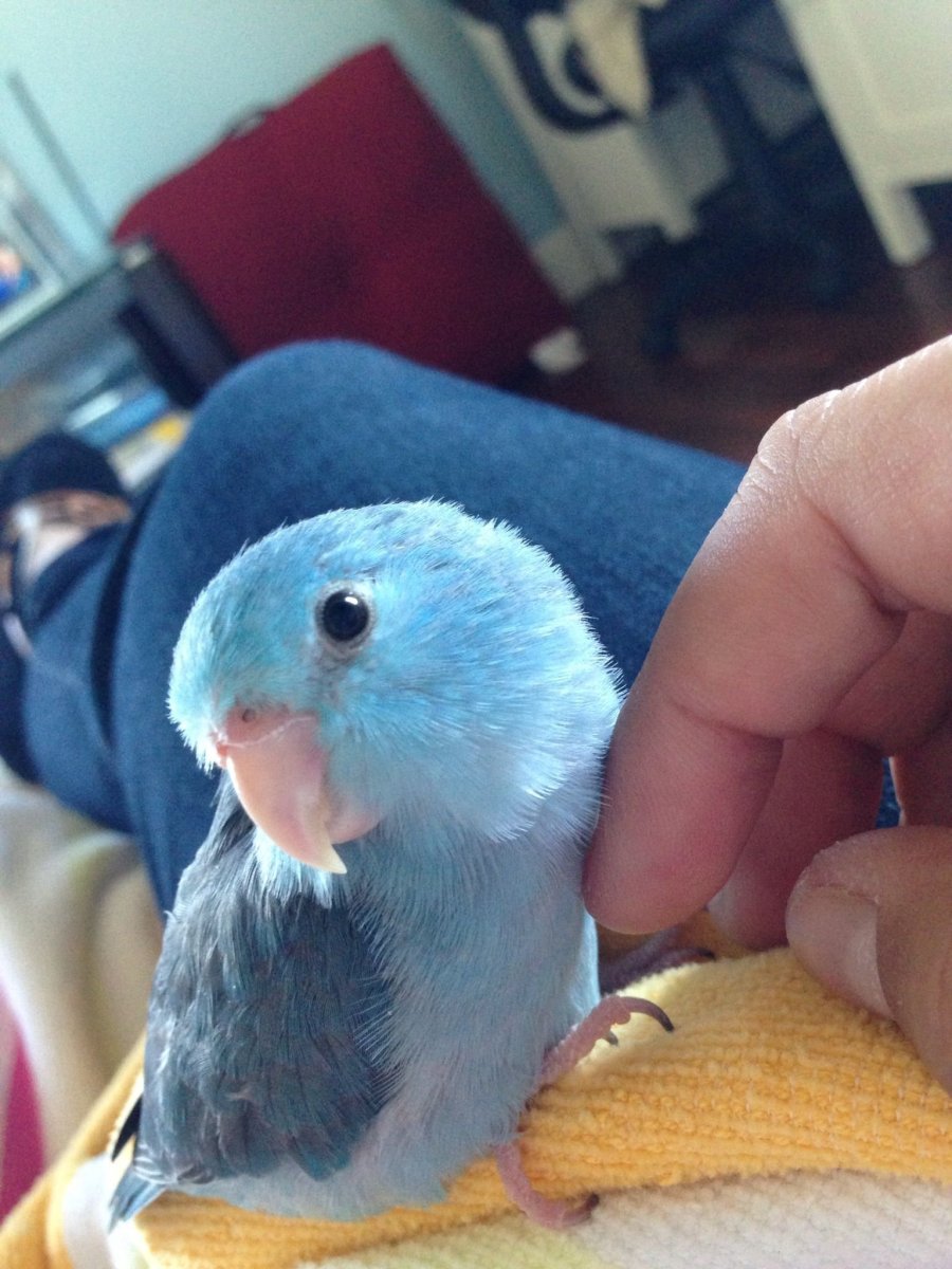Parrotlet Pacific Blue