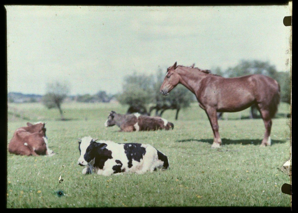 Кобыла корова