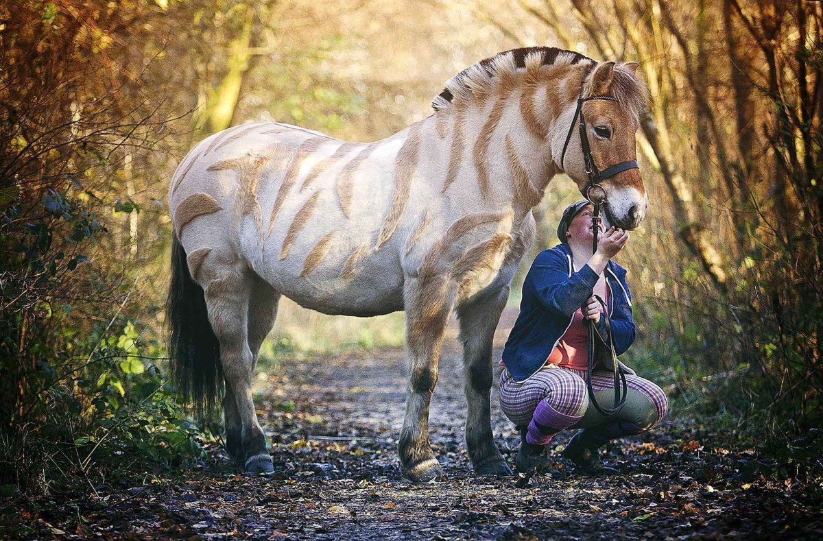 Гибрид лошади и коровы