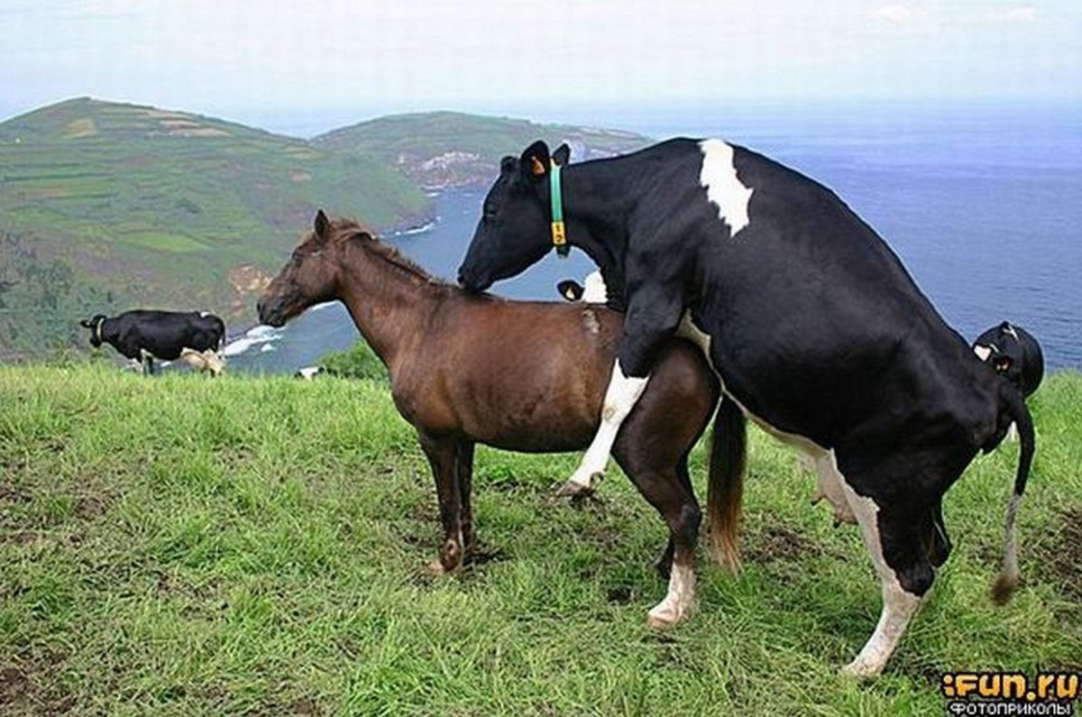 Конь и корова