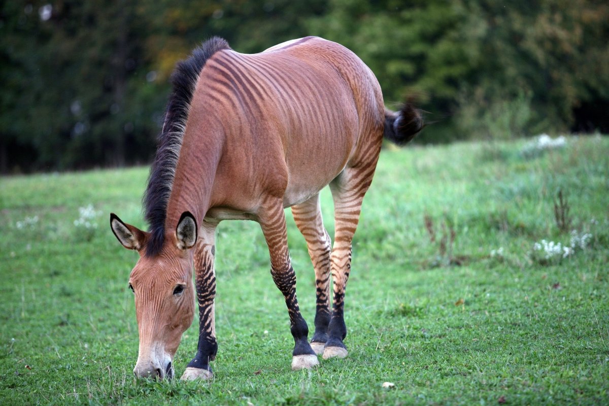 Порода лошади Зеброид
