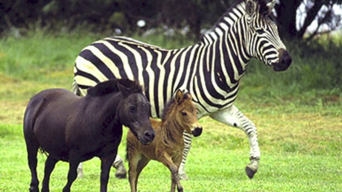 Зеброид потомство