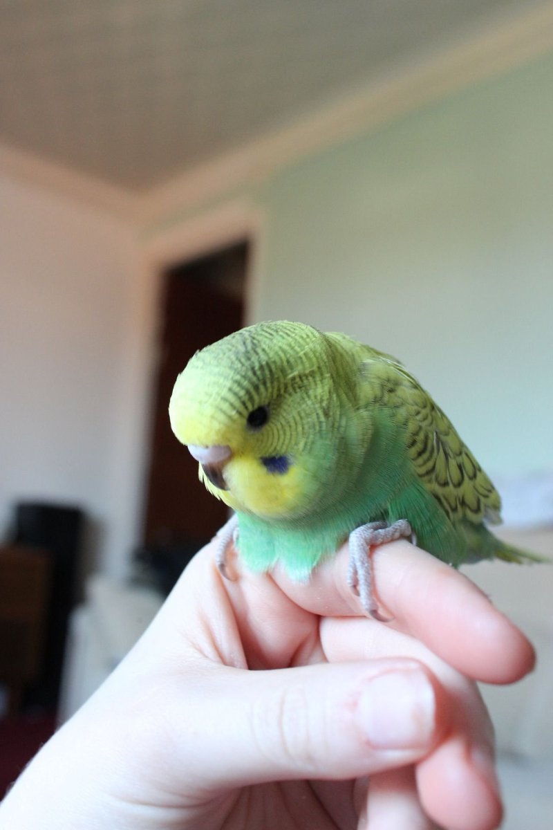 Волнистый попугай домашний