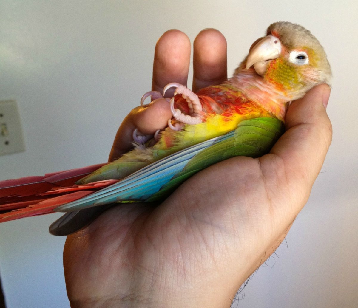 Птички для печати цветные