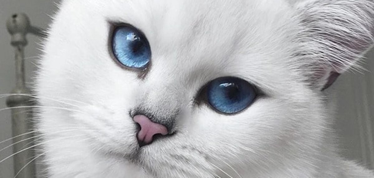 Белые коты Эстетика