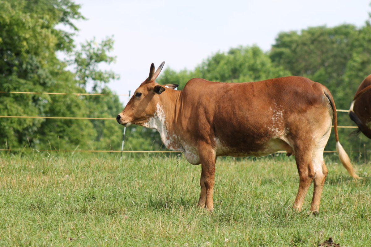 Корова породы зебу