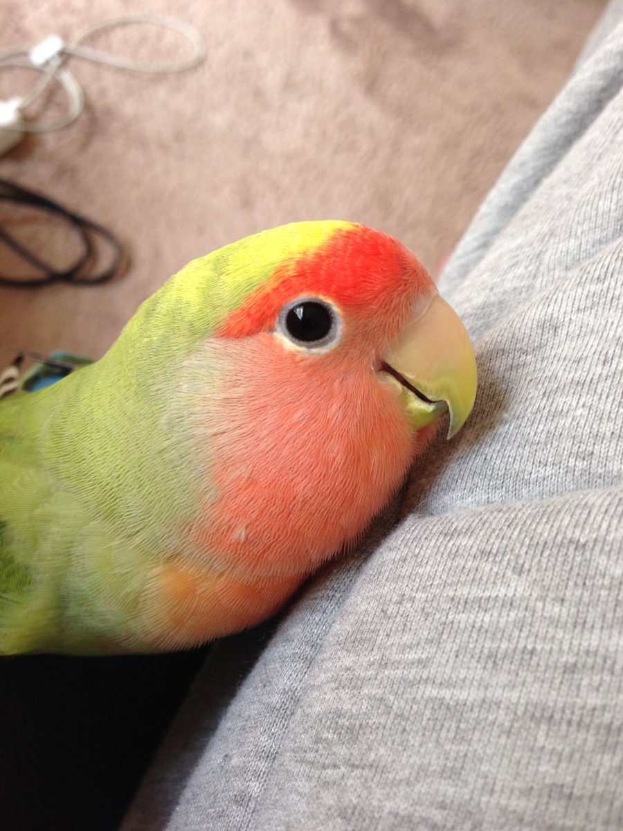 Попугаи неразлучники Эстетика