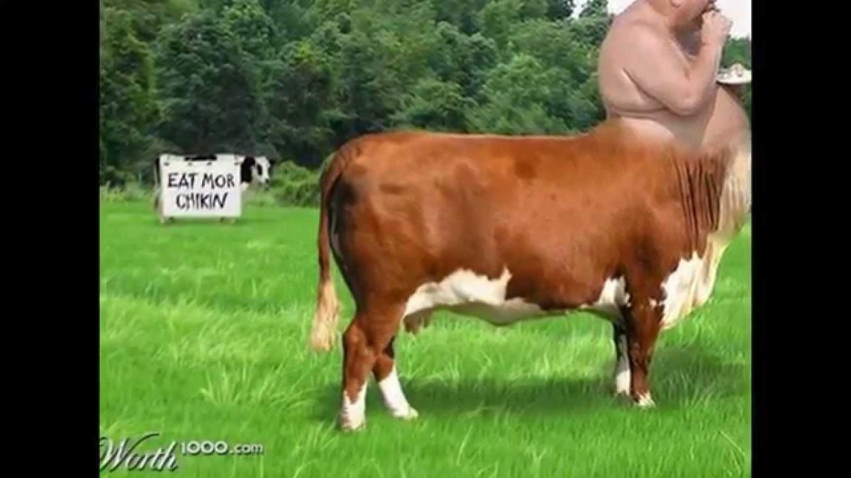 Селекция коров