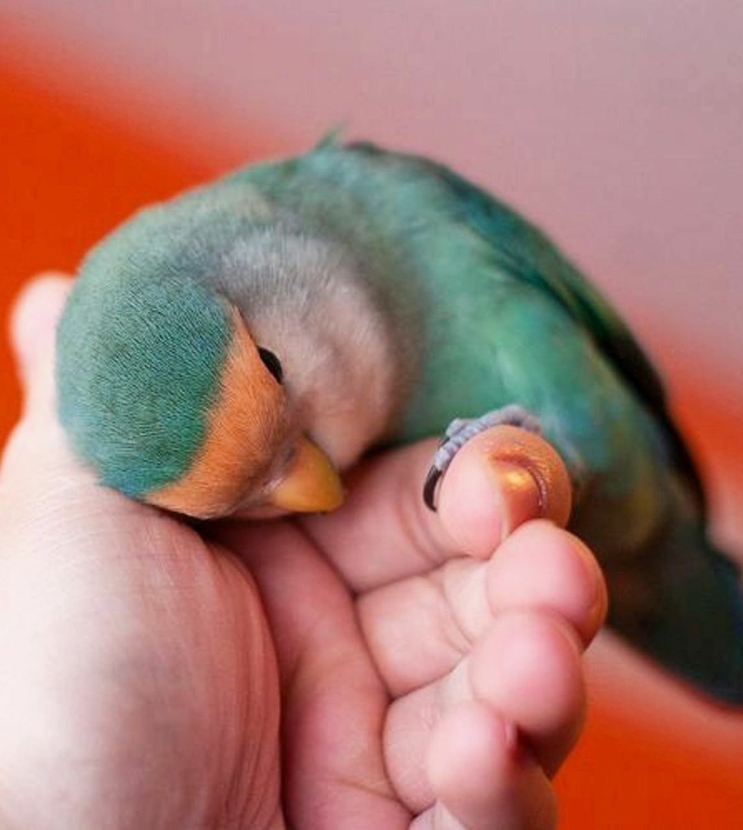 Милые попугайчики неразлучники