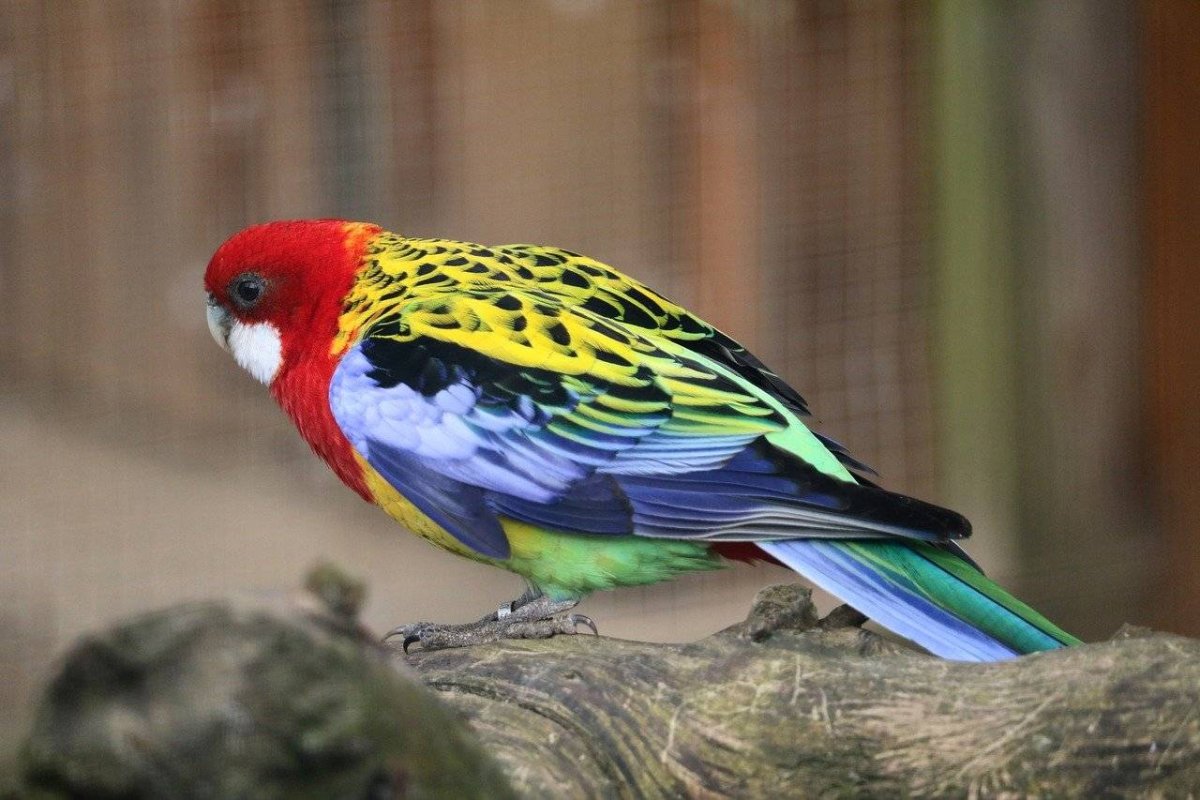 Попугай Розелла