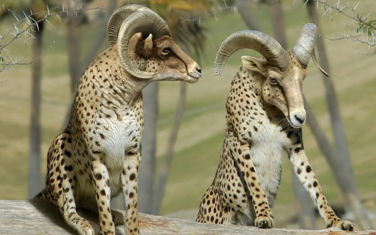 Гибриды разных животных