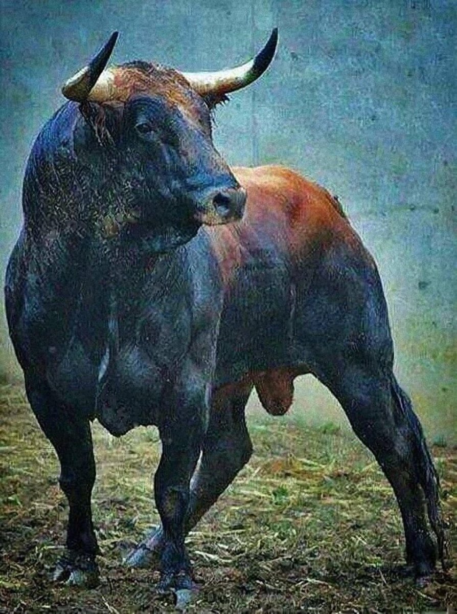 Тур дикий бык вымерший