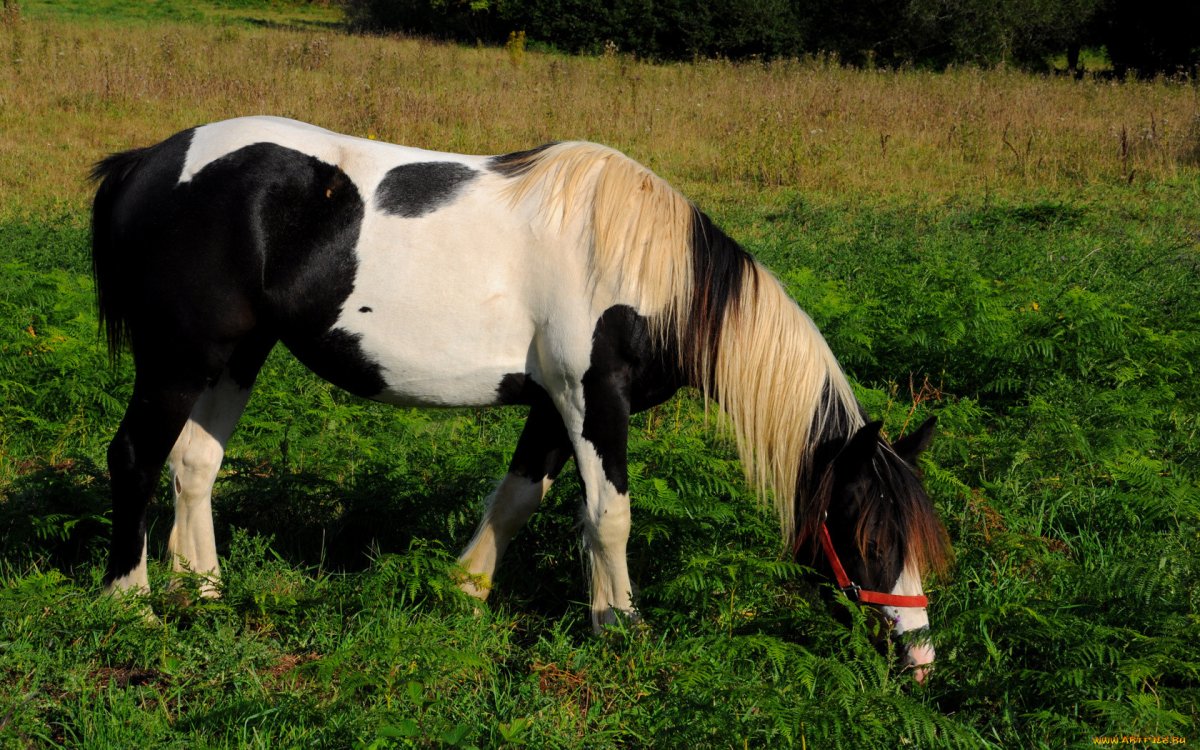Конь и корова