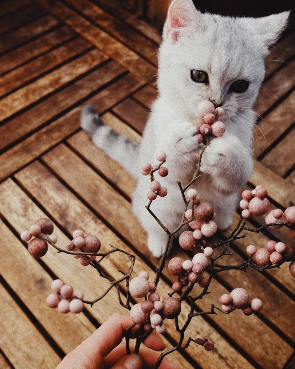 Няшные котейки