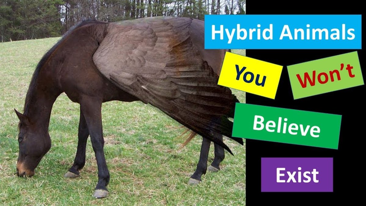 Гибрид коня