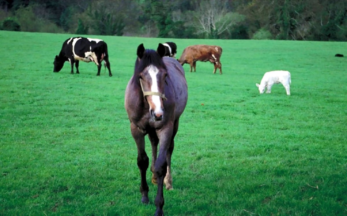 Смесь коровы и лошади