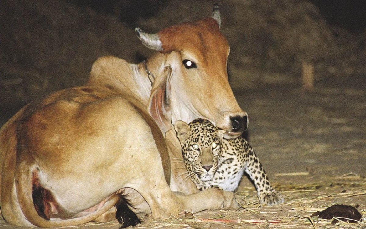 Леопард приходит к корове которая его выкормила