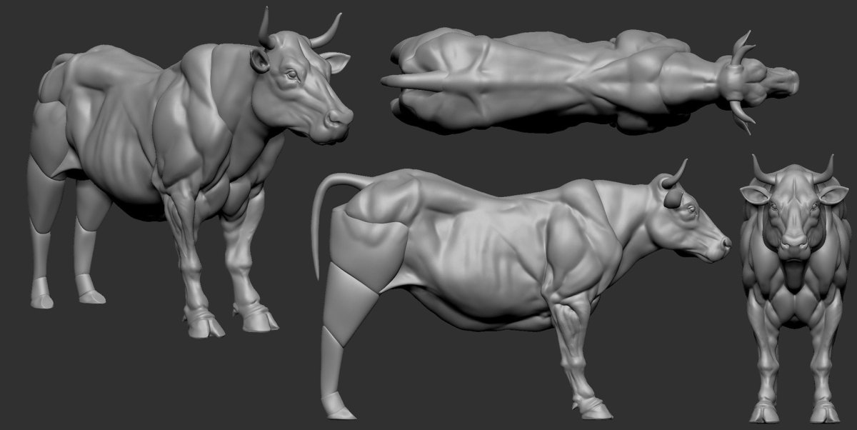 Бык референс анатомия