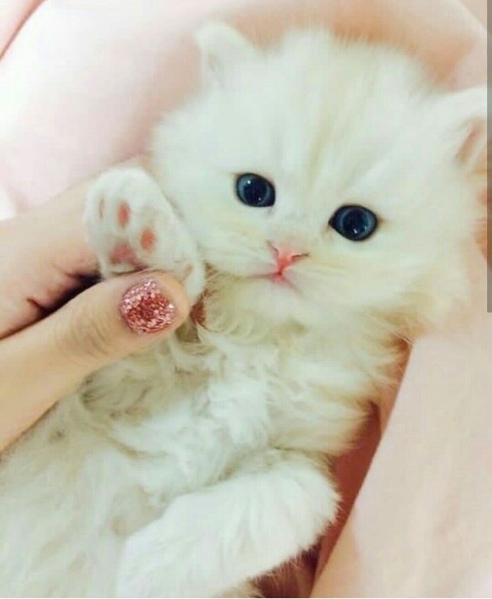 Няшные коты