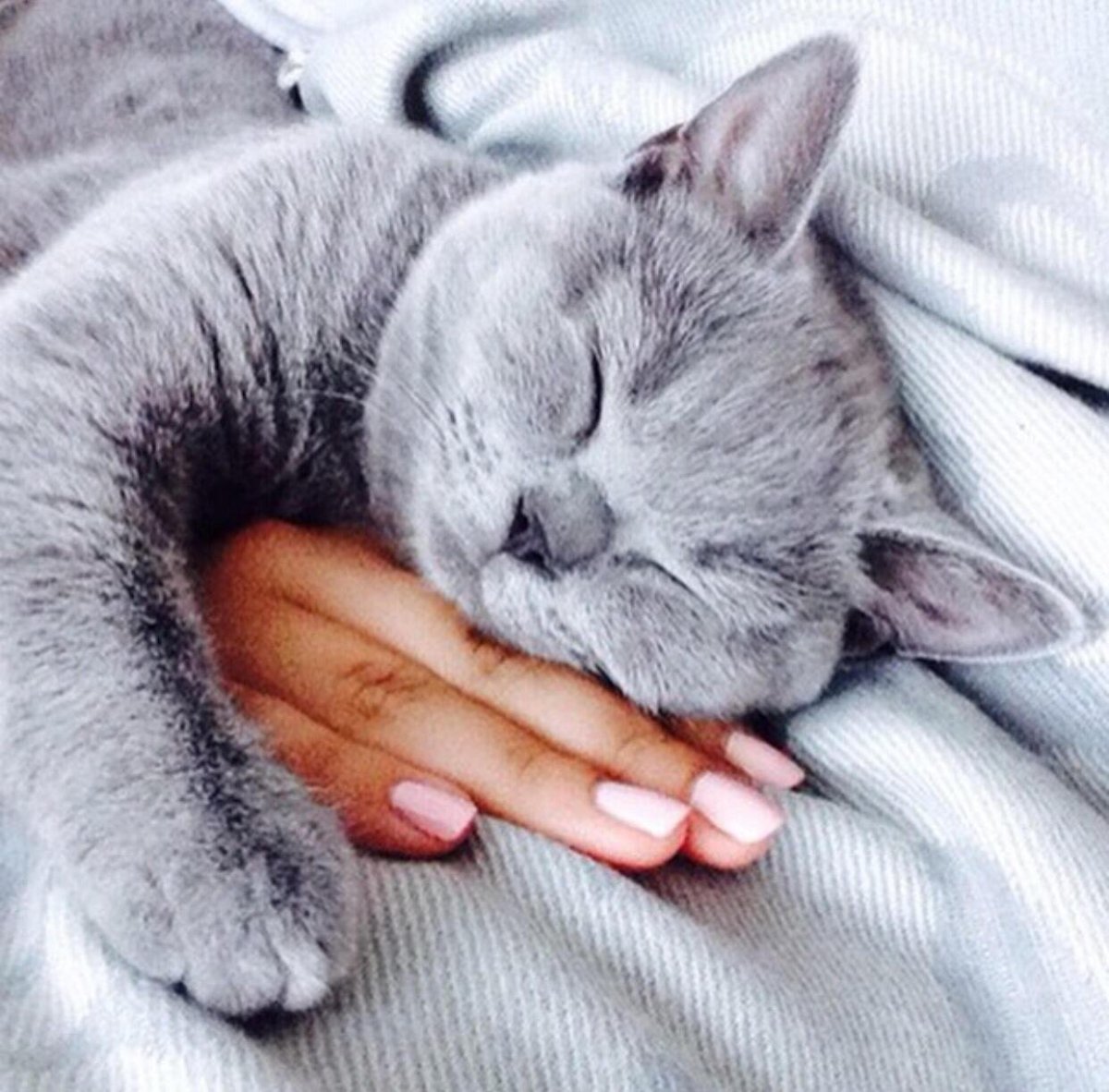 Британская длинношерстная смузи