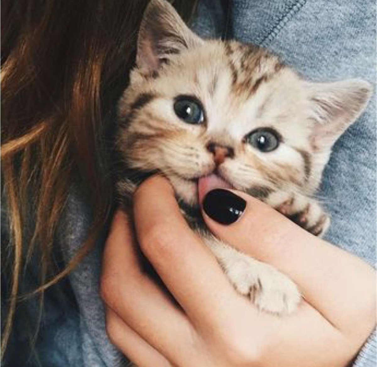 Коты с красивыми глазами