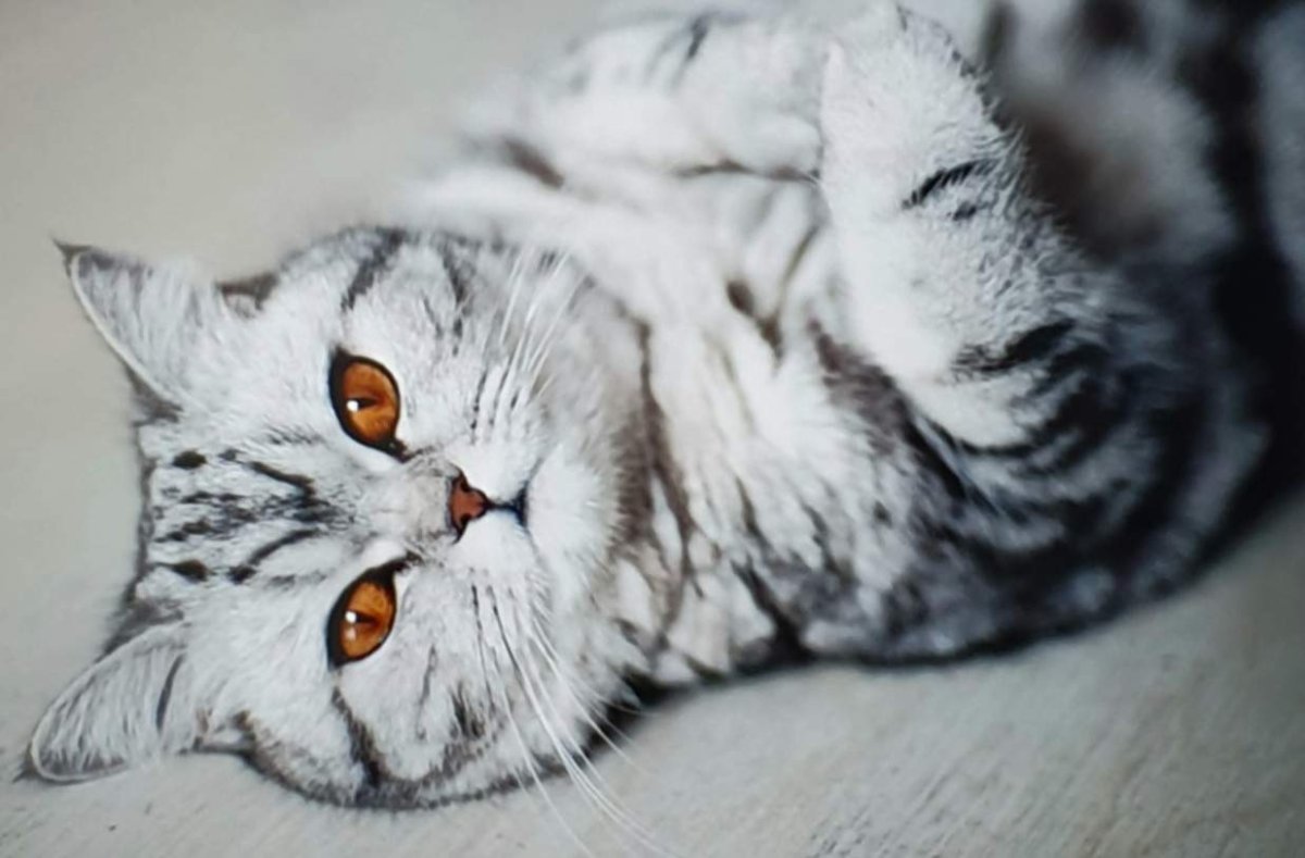 Британская кошка Коби