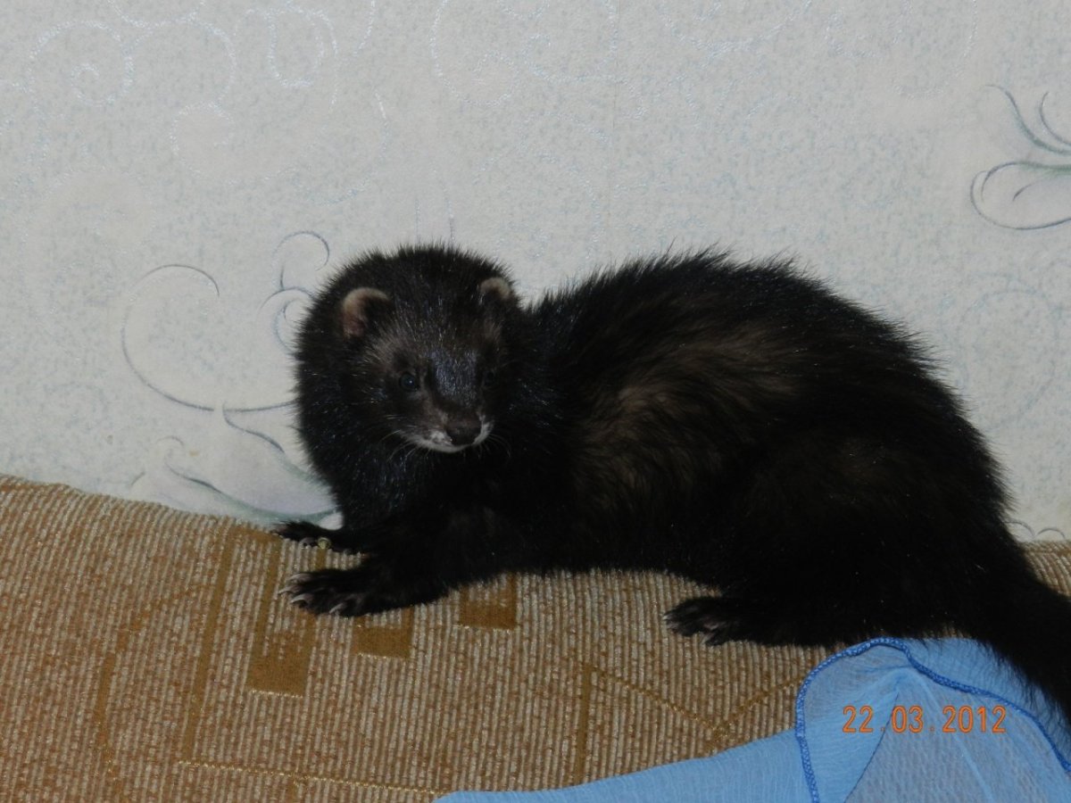Хорёк домашний черный