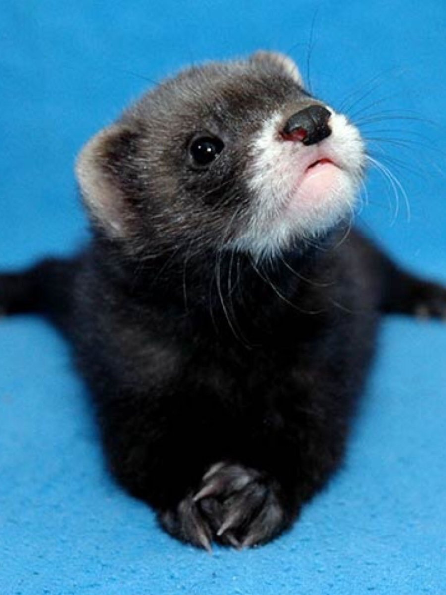 Куница норка хорек