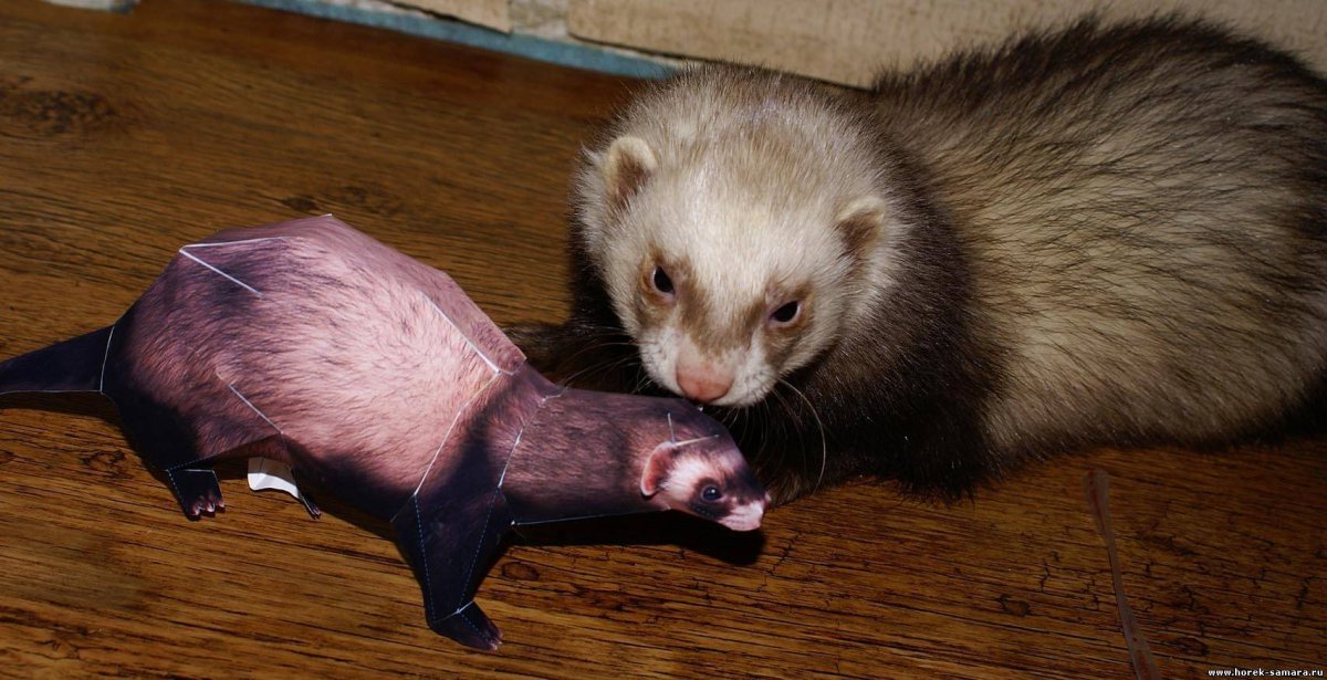 Черноногий хорек