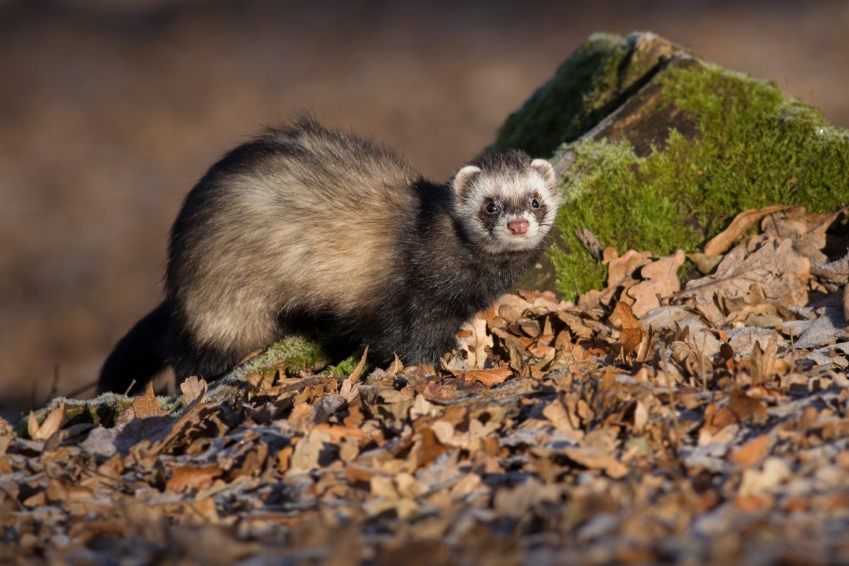Хорек Геншин