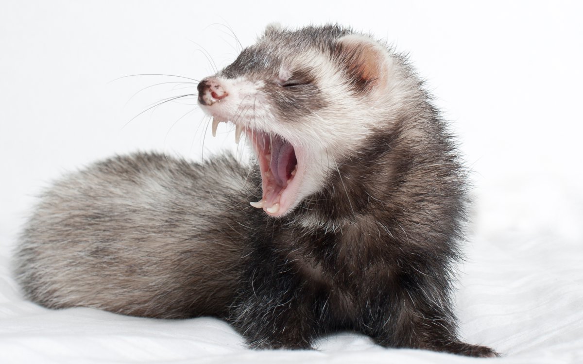 Соболь норка куница