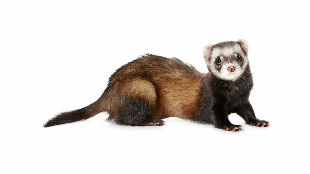 Хорёк домашний белый