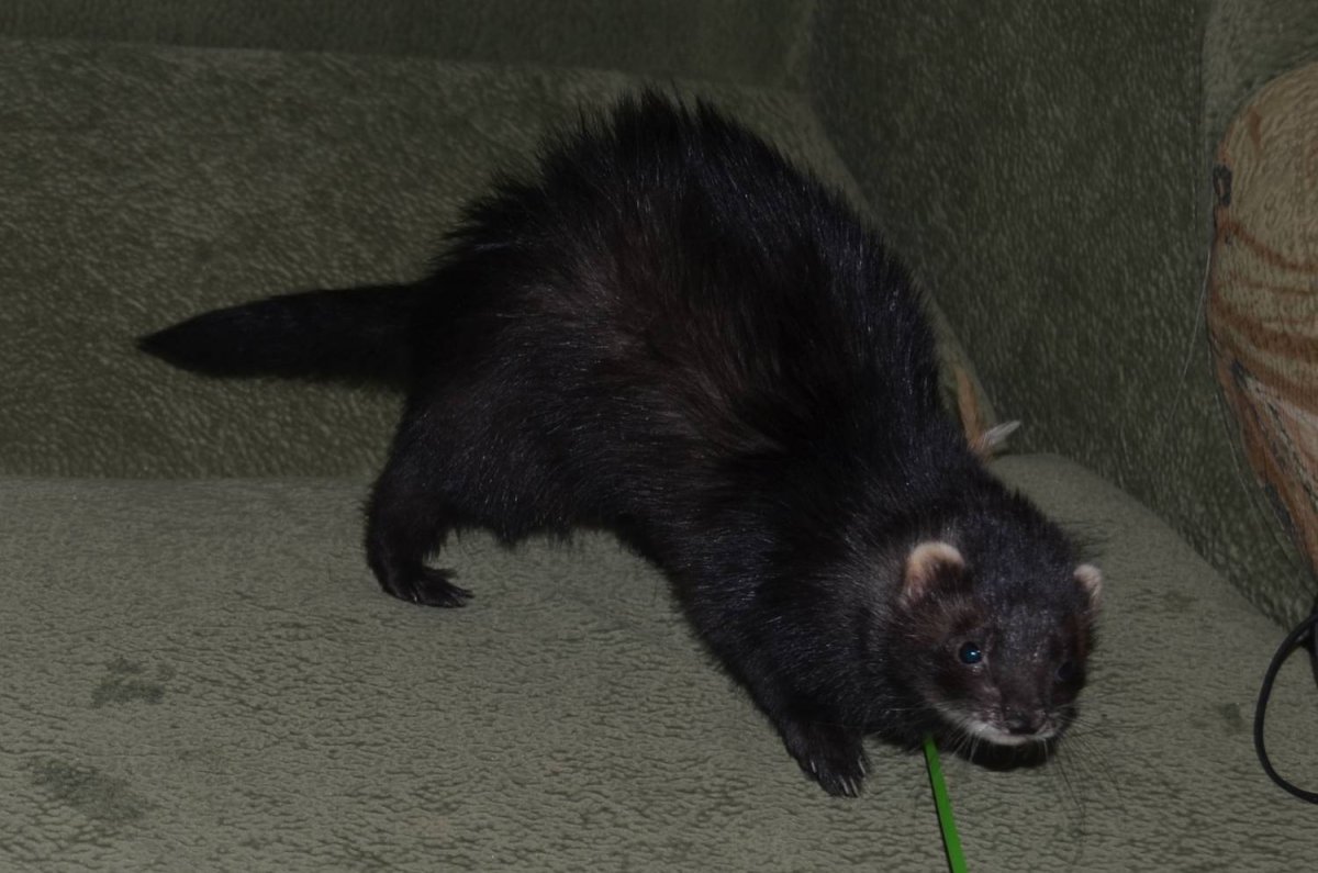 Хорек фретка черный