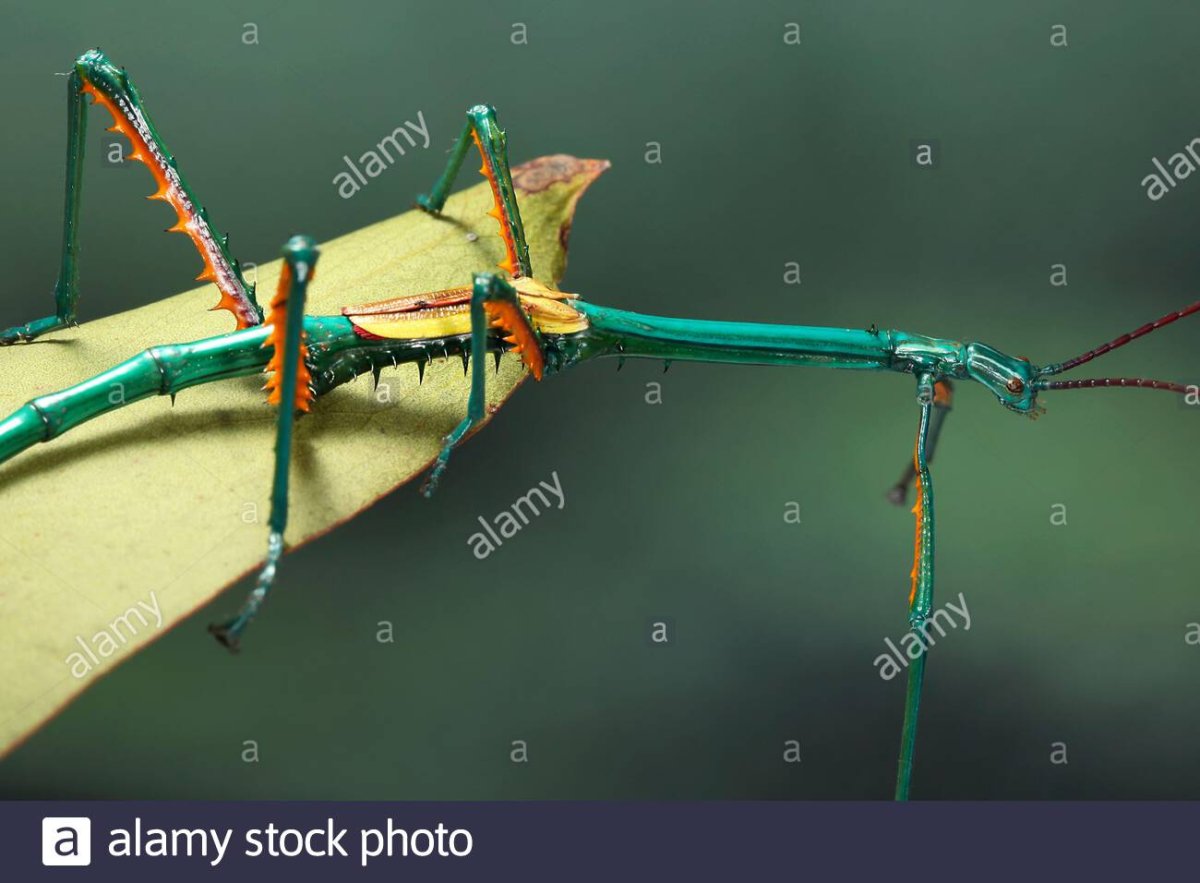 Жучок Уитличок